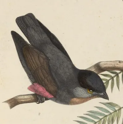File:Iodopleura pipra 1849.jpg