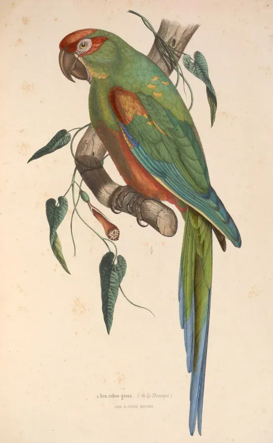 File:Ara rubrogenys 1849.jpg