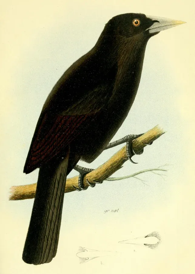File:Cacicus sclateri 1888.jpg