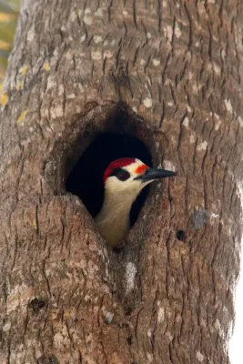 File:Melanerpes superciliaris..jpg