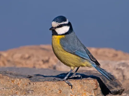 File:Cyanistes teneriffae hedwigae -Gran Canaria, Canary Islands, Spain-8.jpg
