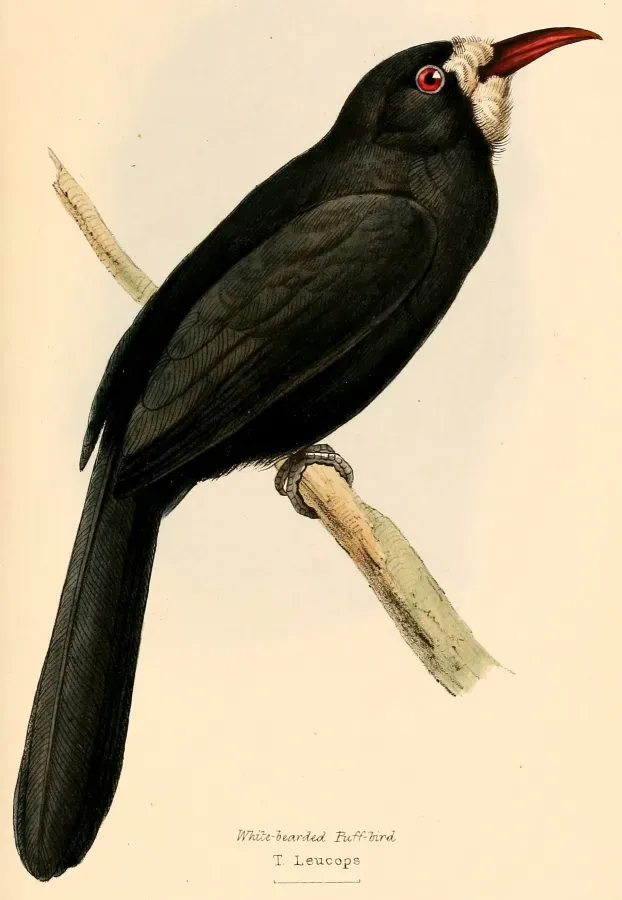 File:Monasa morphoeus morphoeus 1841.jpg