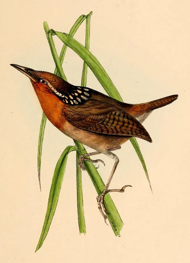 File:Cyphorhinus arada 1841.jpg