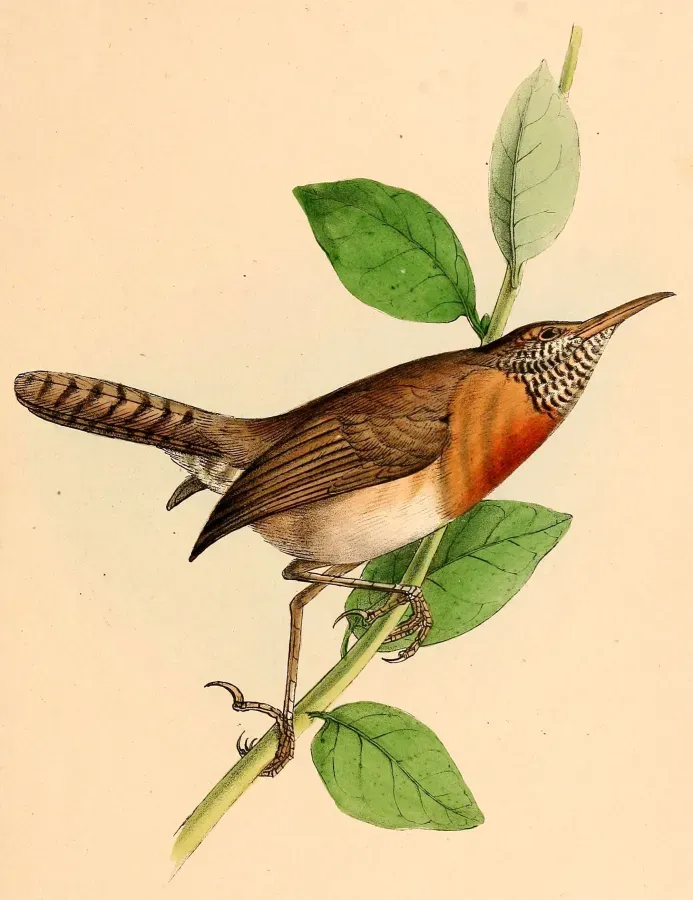 File:Pheugopedius rutilus 1841.jpg