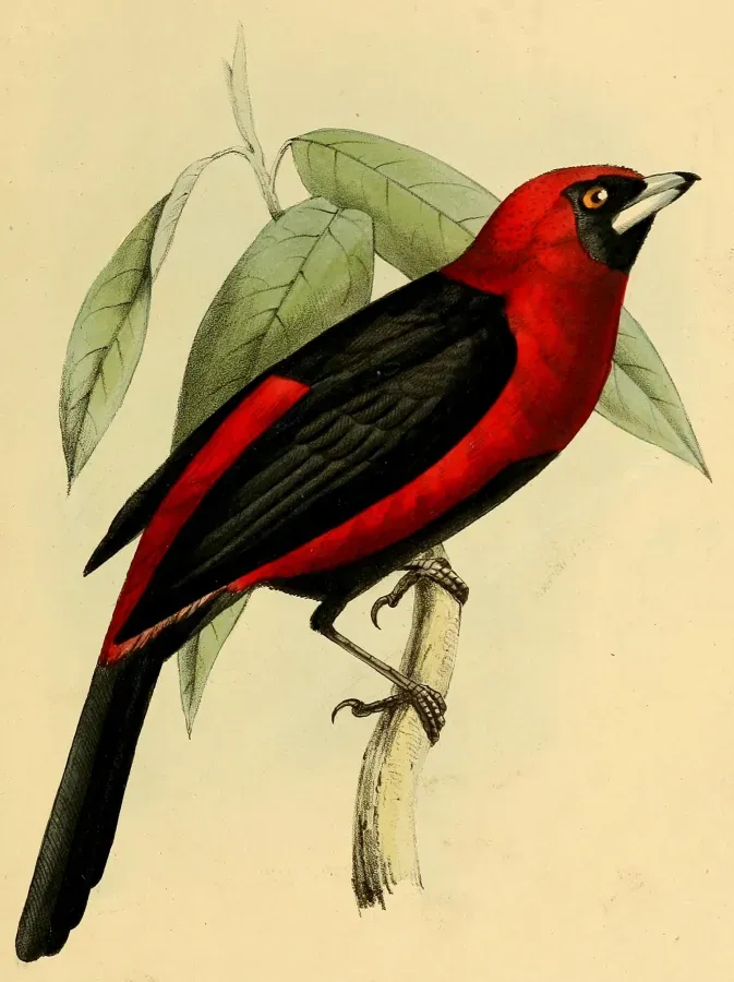 File:Ramphocelus nigrogularis 1841.jpg