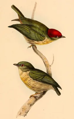 File:Machaeropterus regulus 1841.jpg