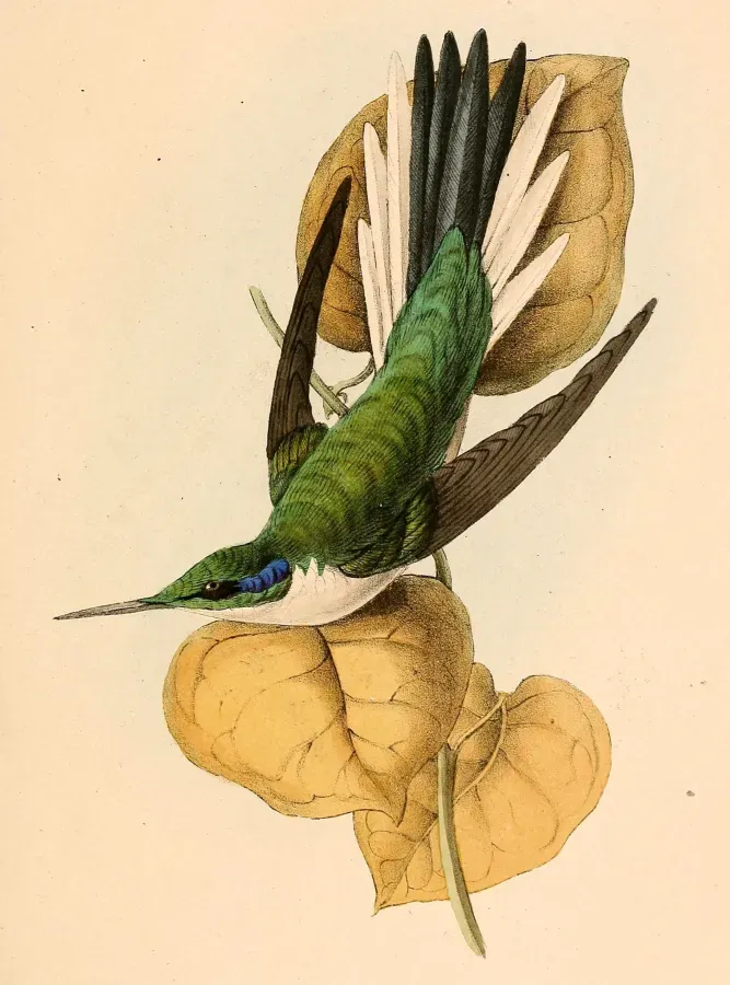 File:Heliothryx auritus 1841.jpg