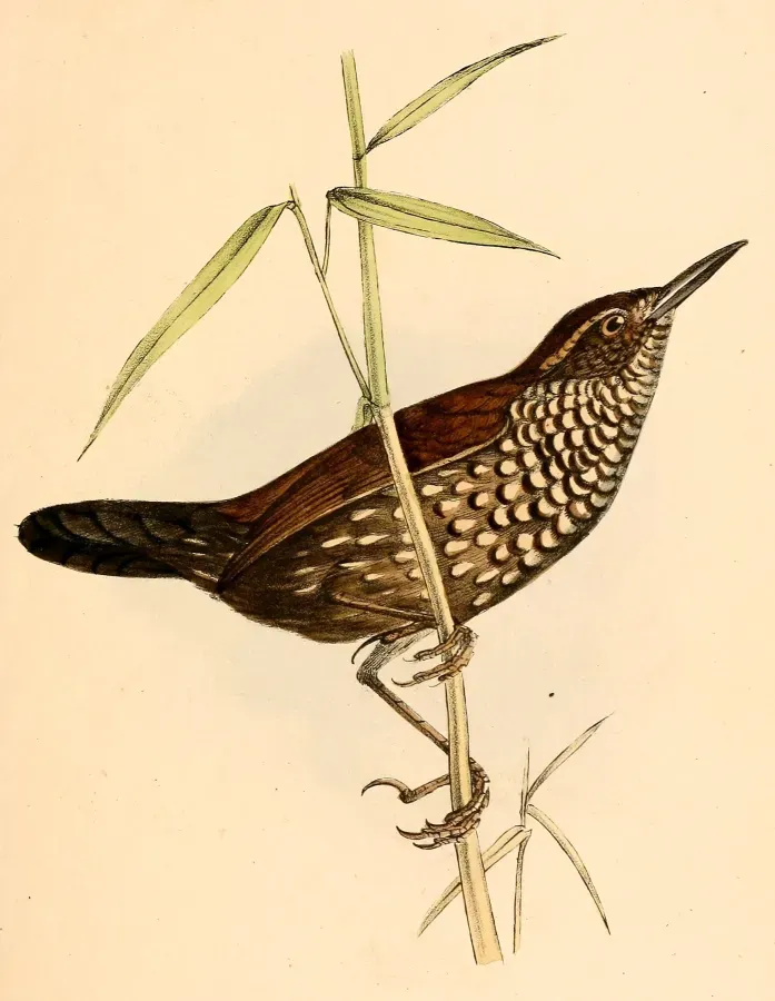 File:Lochmias nematura 1841.jpg