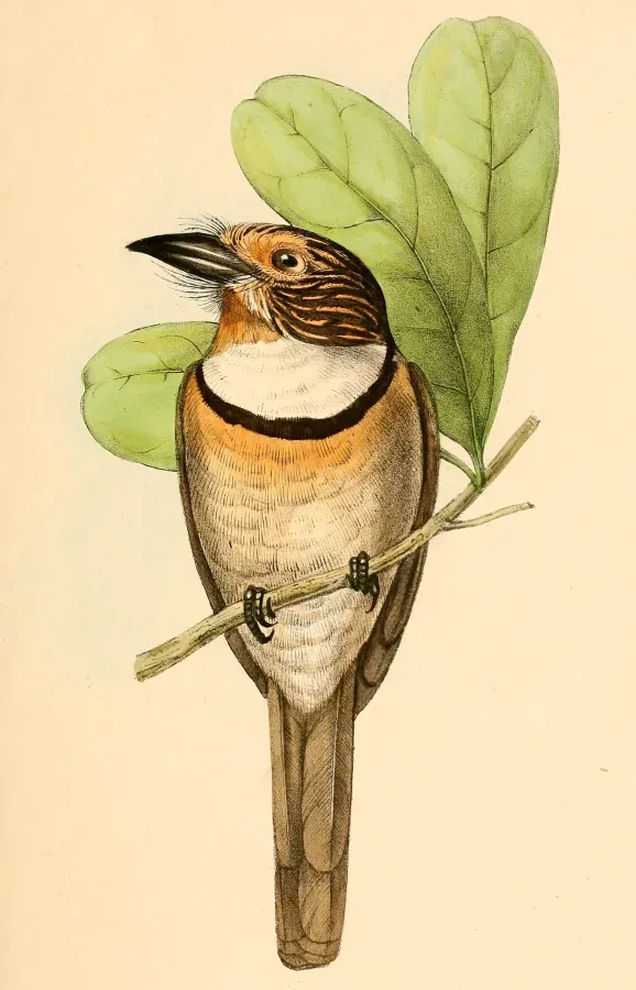 File:Malacoptila striata striata 1841.jpg