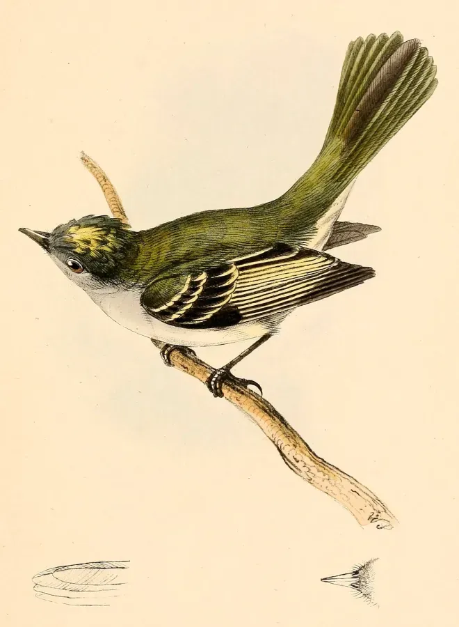 File:Myiopagis caniceps 1841.jpg