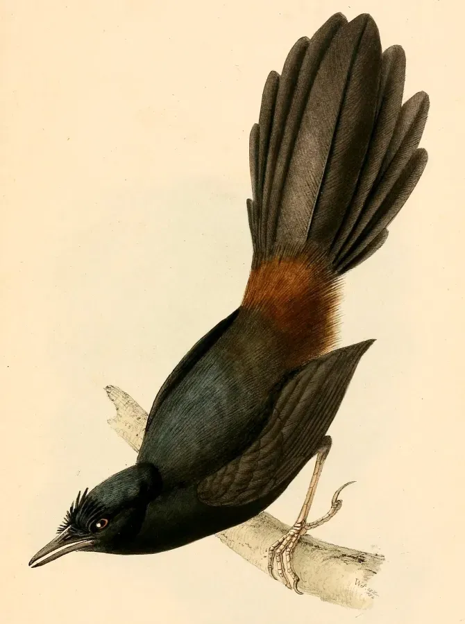 File:Merulaxis ater male 1841.jpg