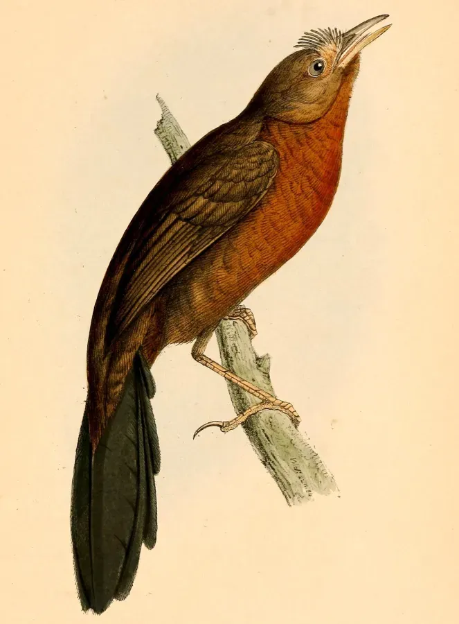 File:Merulaxis ater female 1841.jpg