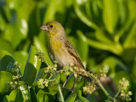 File:Telespiza cantans-8.jpg