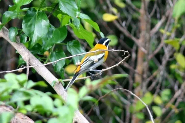 File:Spindalis zena pretrei, Maria La Gorda, Cuba 1.jpg