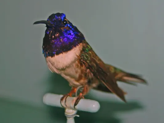 File:Trochilidae - Oreotrochilus chimborazo.JPG