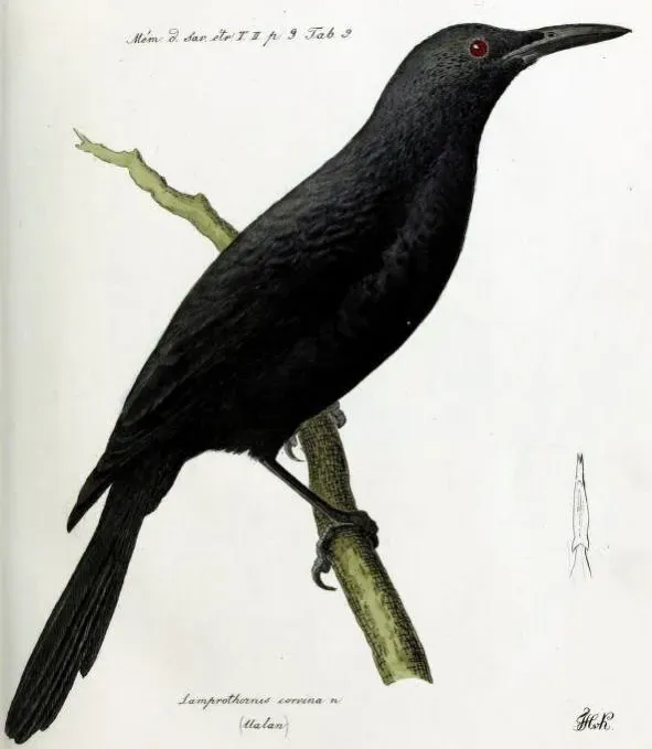 File:Aplonis corvina.jpg