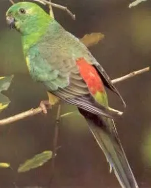 File:Psephotus haematonotus.jpg