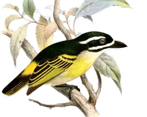 File:Pogoniulus bilineatus Keulemans.jpg