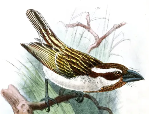 File:Tricholaema melanocephala blandi Keulemans.jpg