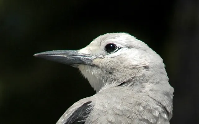 File:Nucifraga columbiana portrait.jpg