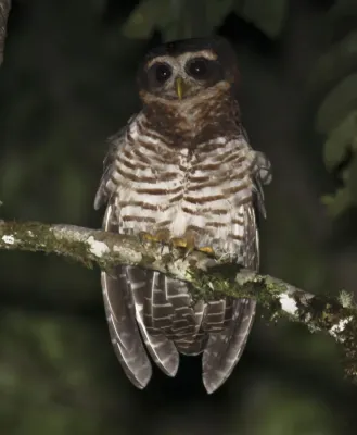 File:Pulsatrix melanota.jpg