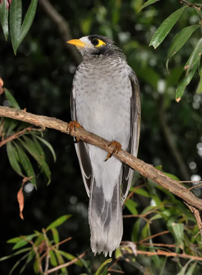File:Manorina melanocephala qtl1.jpg