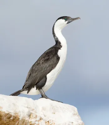 File:Phalacrocorax fuscescens - Derwent River Estuary.jpg