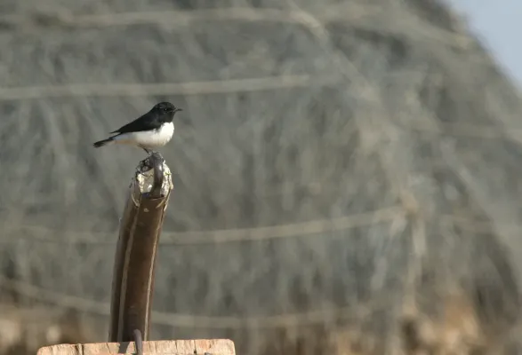 File:Variable wheatear-Oenanthe picata.jpeg