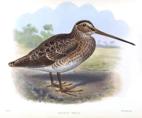 File:GallinagoNobilisSmit.jpg