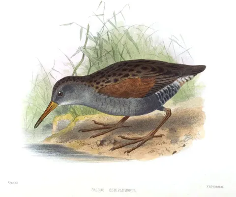 File:RallusSemiplumbeusSmit.jpg