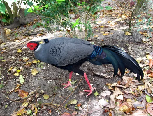 File:Lophura diardi -Florida, USA -captive-8a.jpg