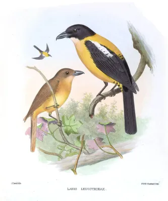 File:LanioLeucothoraxSmit.jpg