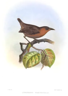 File:CyphorhinusPhaeocephalusSmit.jpg