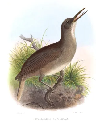 File:CinclocerthiaGutturalisSmit.jpg