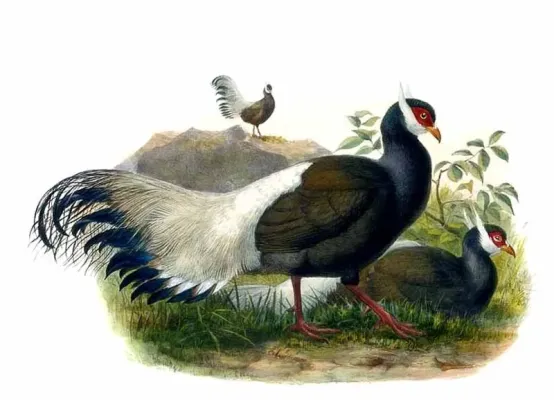File:Crossoptilon mantchuricum Elliot.jpg