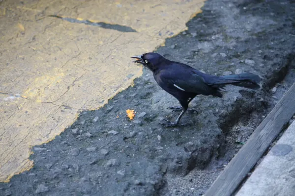 File:Quiscalus lugubris fortirostris - Carib Grackle IMG 0531 C.JPG