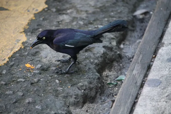 File:Quiscalus lugubris fortirostris - Carib Grackle IMG 0535 C.JPG