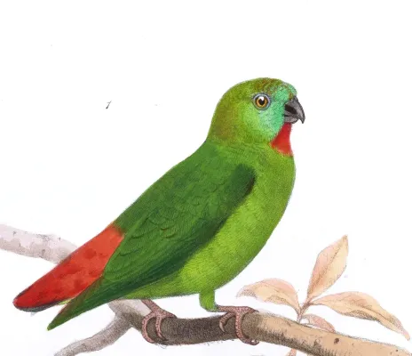 File:Loriculus aurantiifrons Smit.jpg