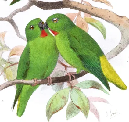 File:Loriculus tener Smit.jpg