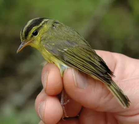 File:Phylloscopus calciatilis.JPG