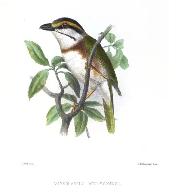 File:VireolaniusMelitophrysSmit.jpg