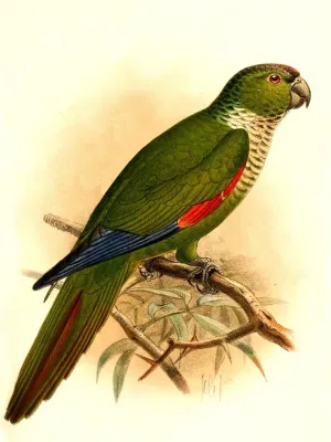 File:Pyrrhura melanura berlepschi Keulemans.jpg