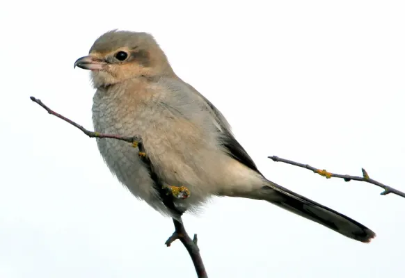 File:Lanius borealis, immature, Boundary Bay, BC-WA.jpg