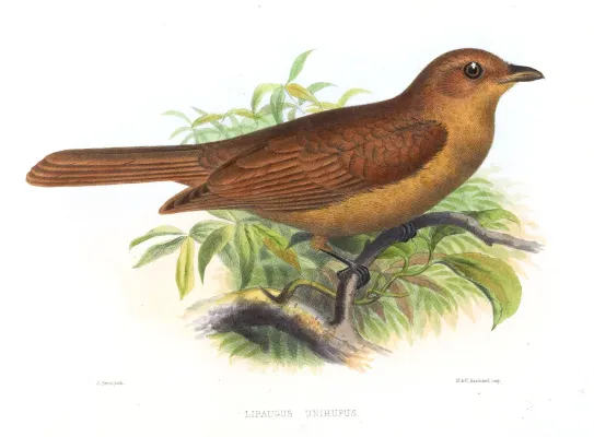 File:LipaugusUnirufusSmit.jpg