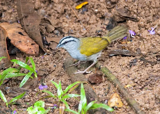 File:Arremonops conirostris -near Rancho Naturalista, Cordillera de Talamanca, Costa Rica-8.jpg