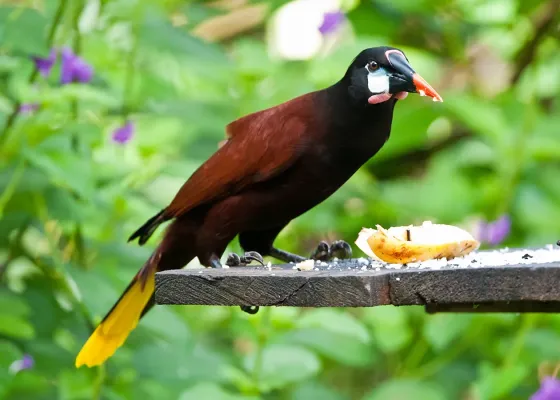 File:Psarocolius montezuma -near Rancho Naturalista, Cordillera de Talamanca, Costa Rica-8.jpg
