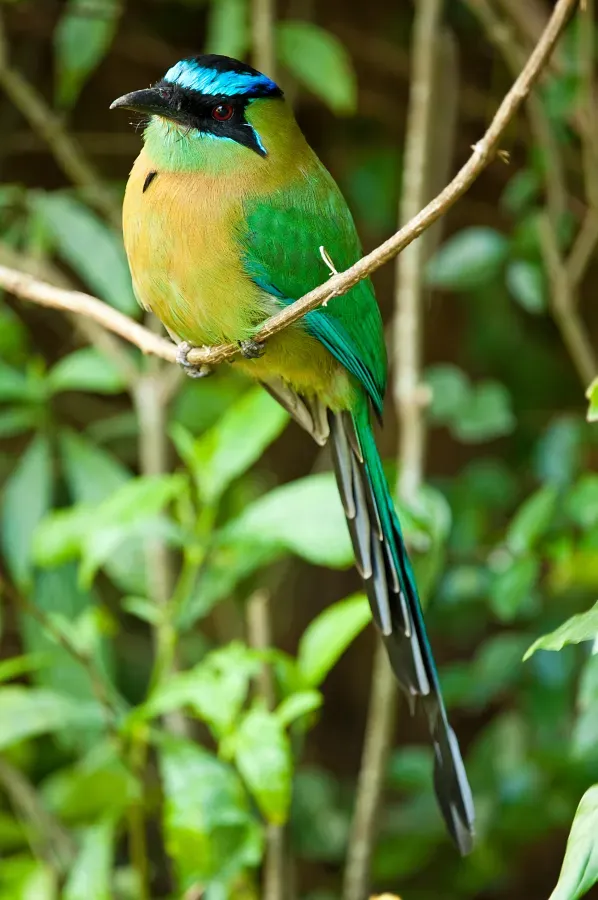 File:Momotus lessonii -Santa Domingo, Costa Rica-8.jpg