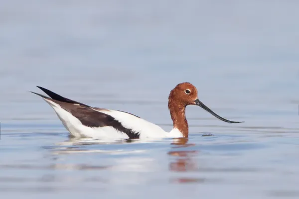 File:Recurvirostra novaehollandiae - Lake Joondalup.jpg