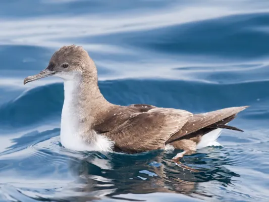 File:Puffinus gavia - SE Tasmania.jpg