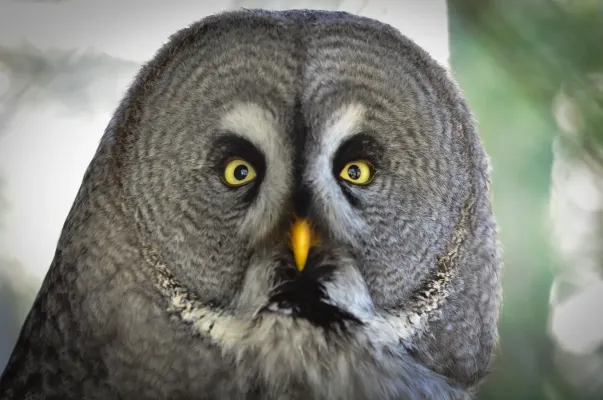File:Bartkauz (Strix nebulosa) - Weltvogelpark Walsrode 2012-001.jpg